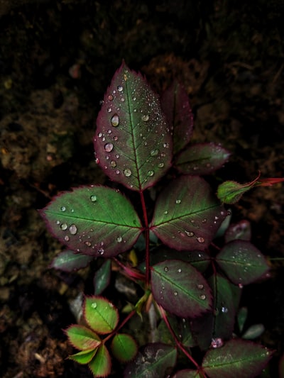 绿色和栗色植物叶子上的露水